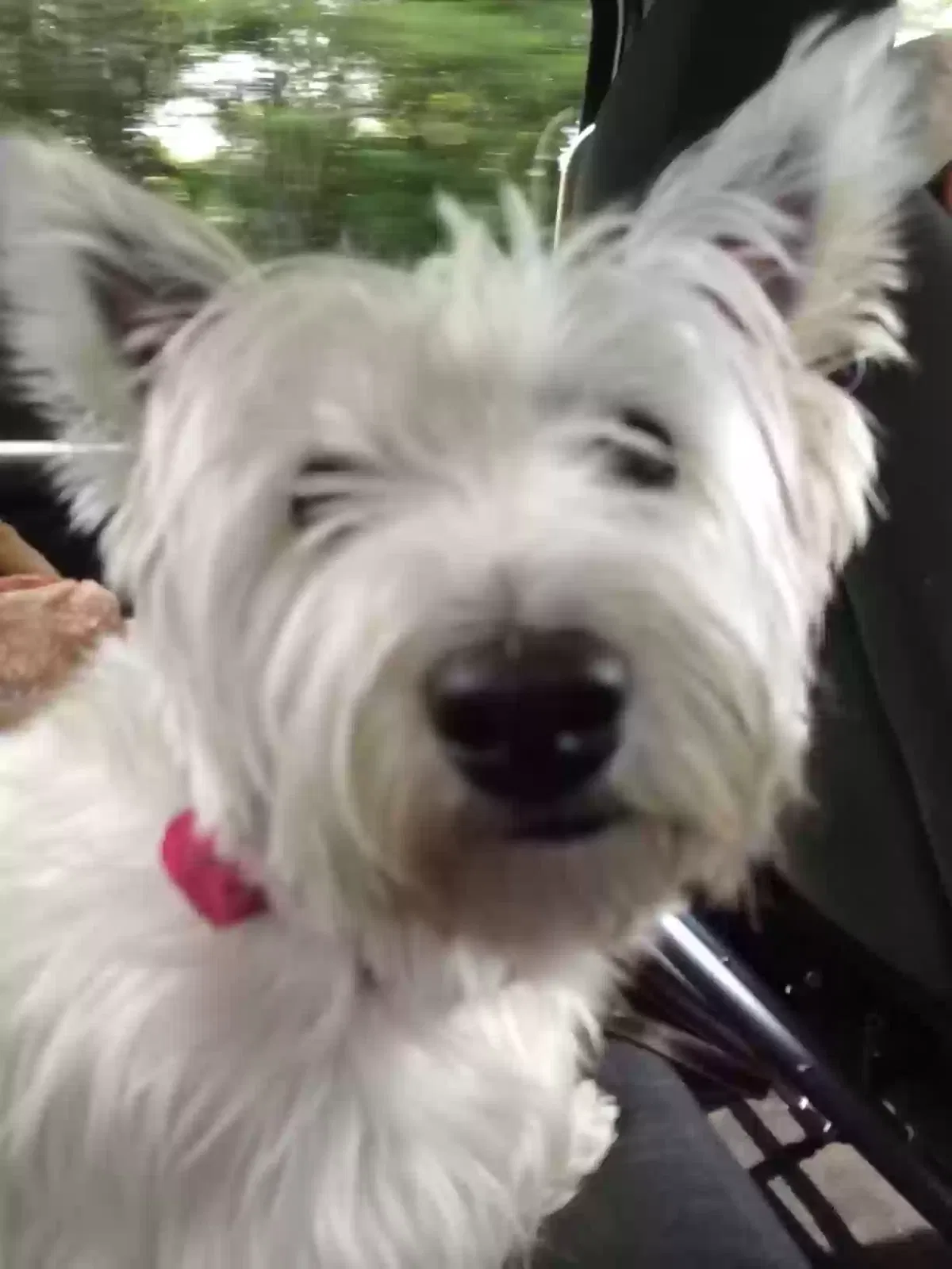 Lost dog in Shingle Springs, CA, 95682