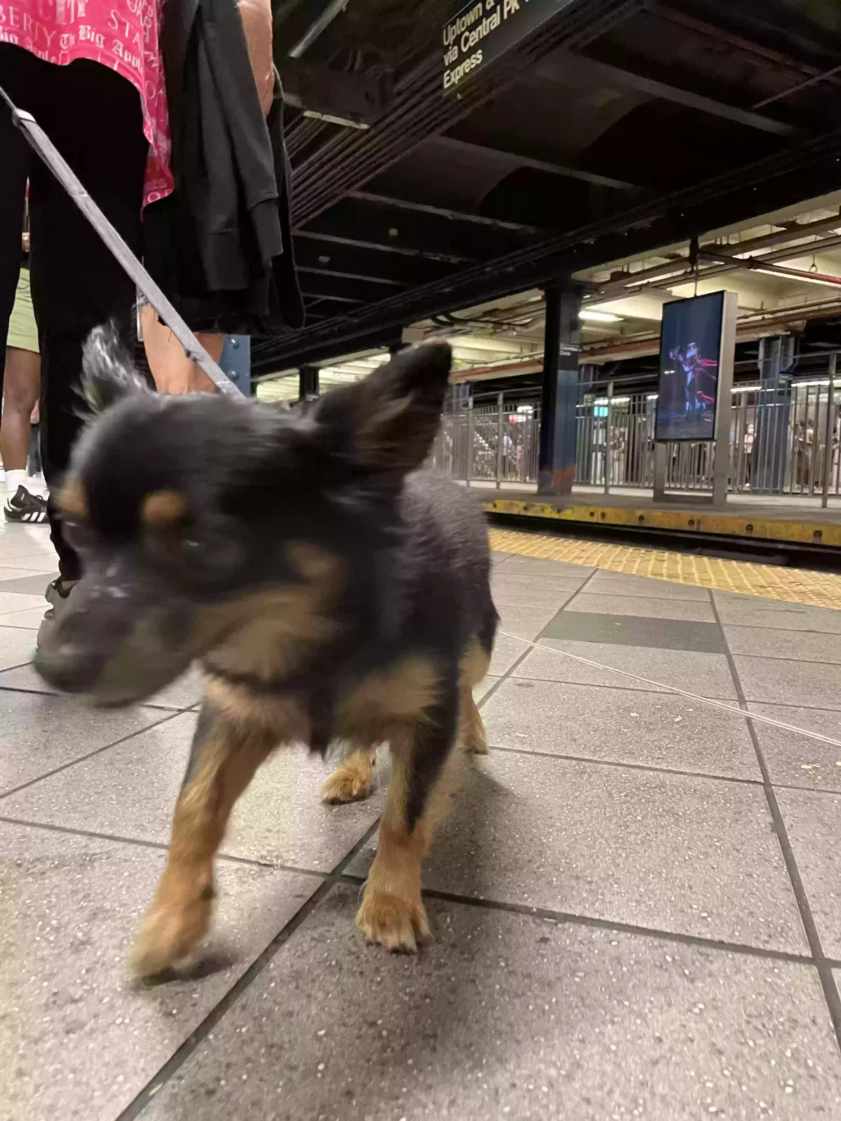 Lost dog in Hopatcong, NJ, 7843