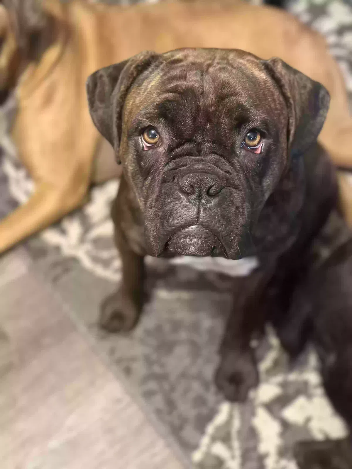 Lost dog in Columbia, SC, 29203