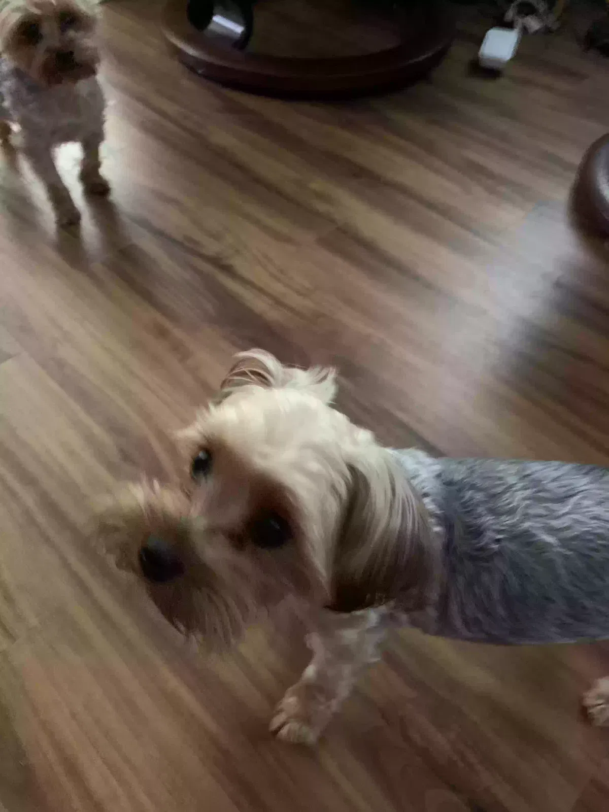Lost dog in Evans, GA, 30809