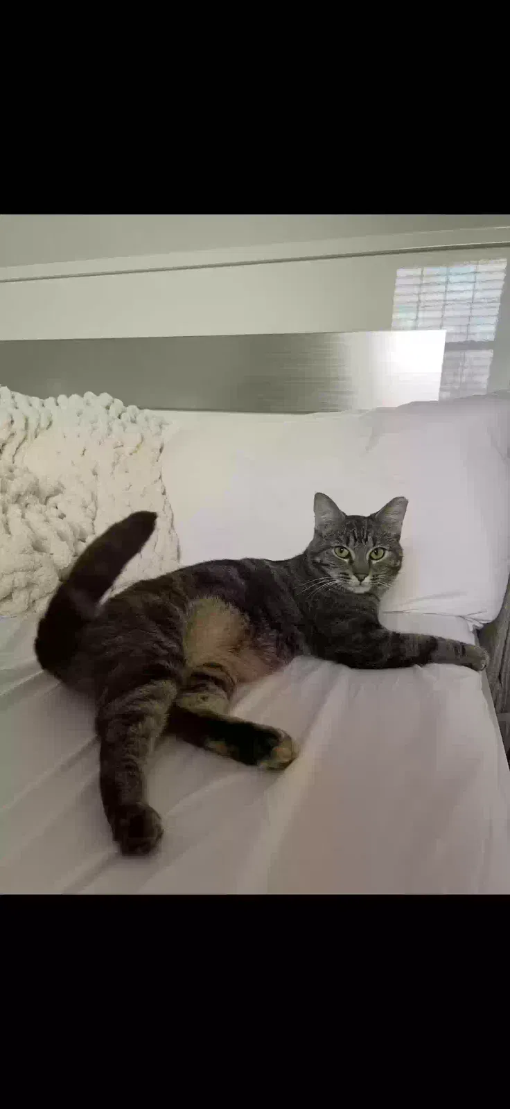 Lost cat in Woodbridge, VA, 22192