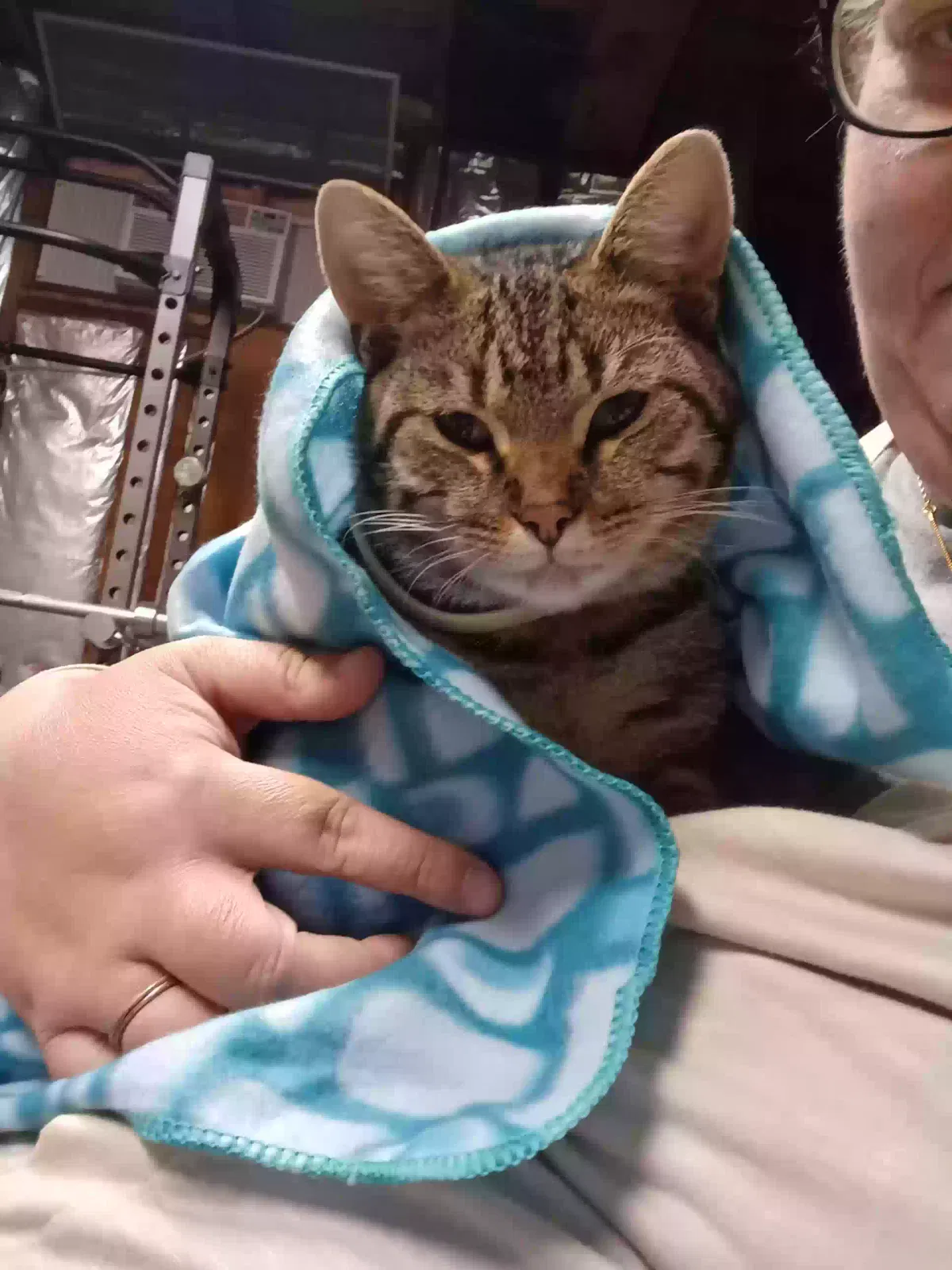 Lost cat in Mitchell, IN, 47446