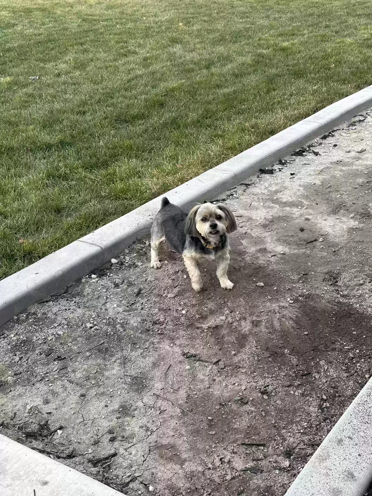 Lost dog in Grantsville, UT, 84029