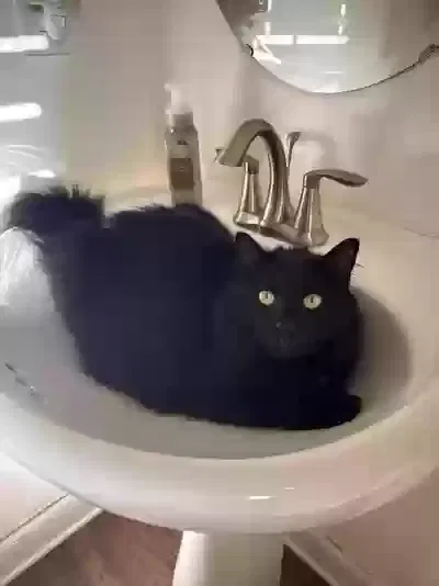 Lost cat in Clayton, NC, 27520