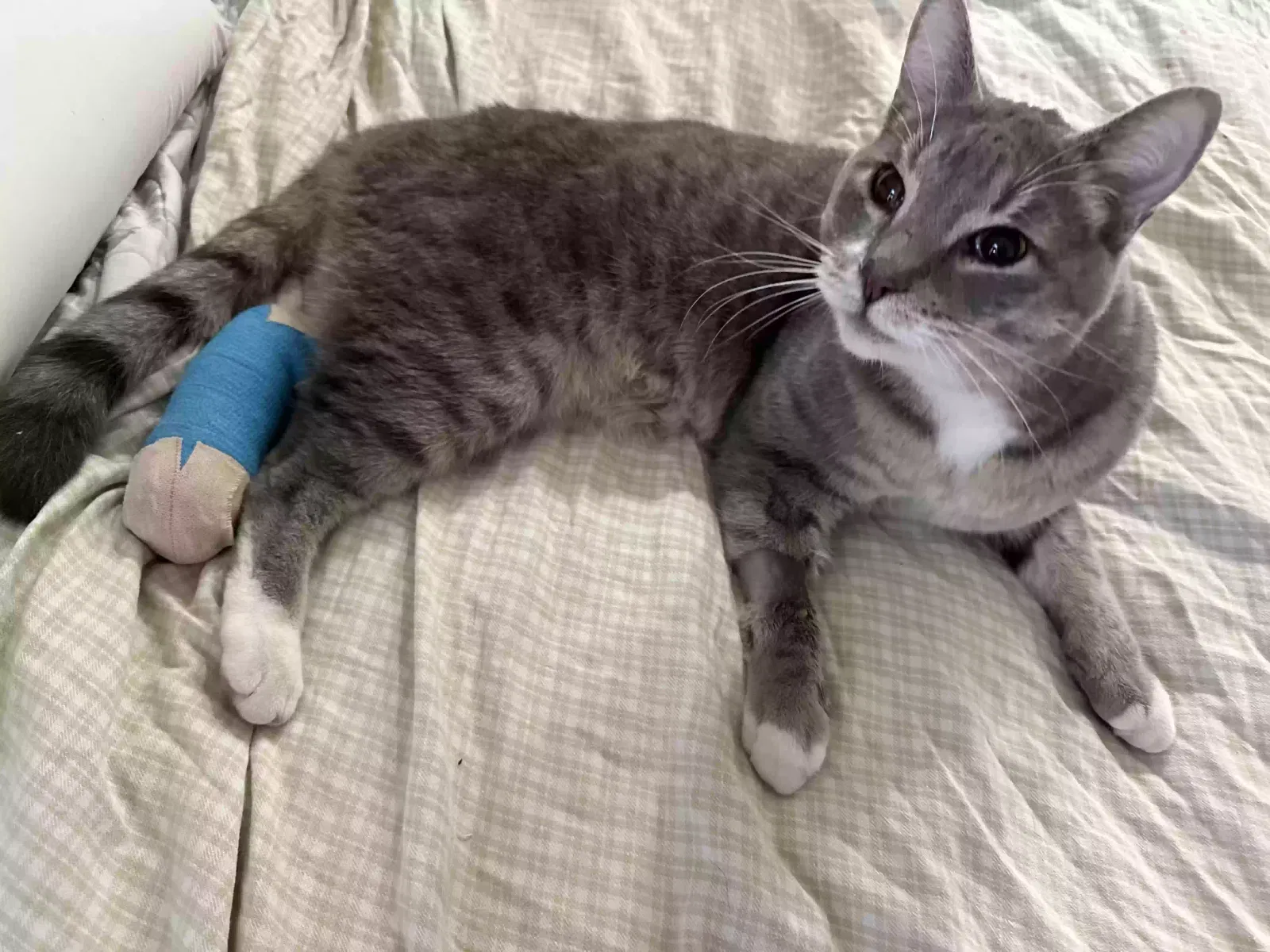 Lost cat in North Hollywood, CA, 91602