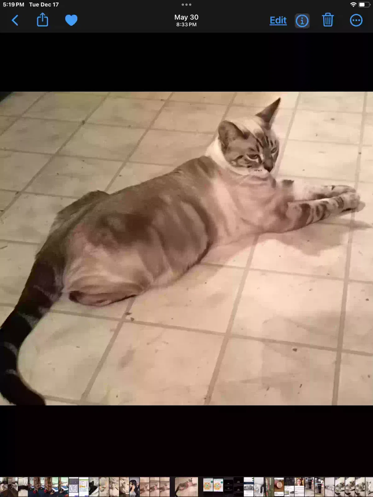 Lost cat in Cantonment, FL, 32533