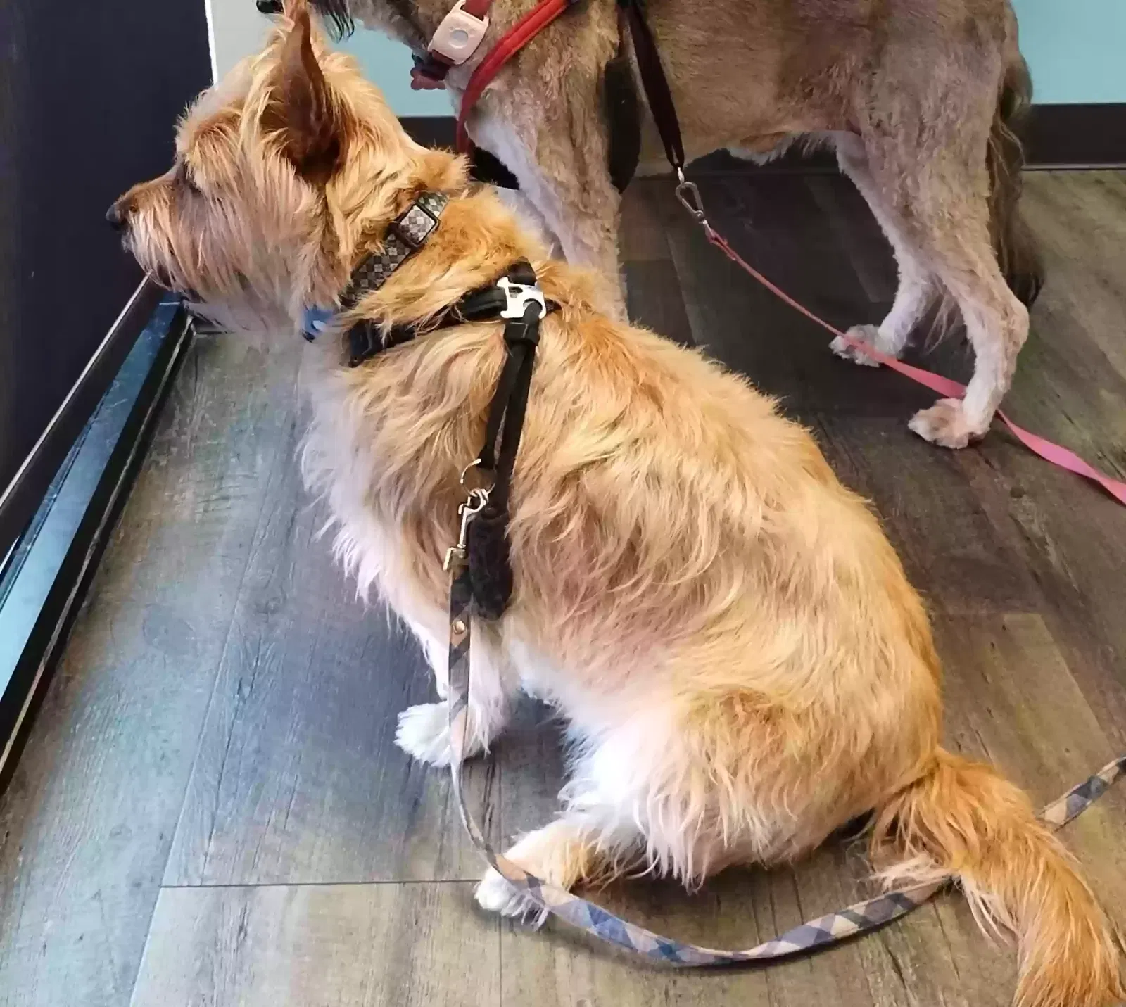 Lost dog in Euless, TX, 76040