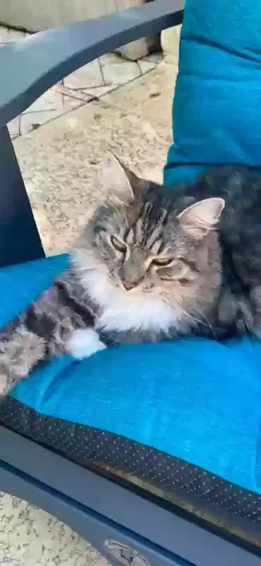 Lost cat in Jacksonville, FL, 32256