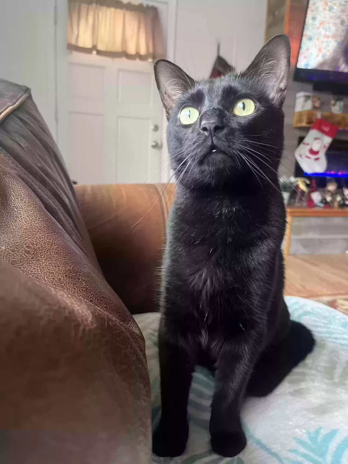 Lost cat in Ormond Beach, FL, 32174