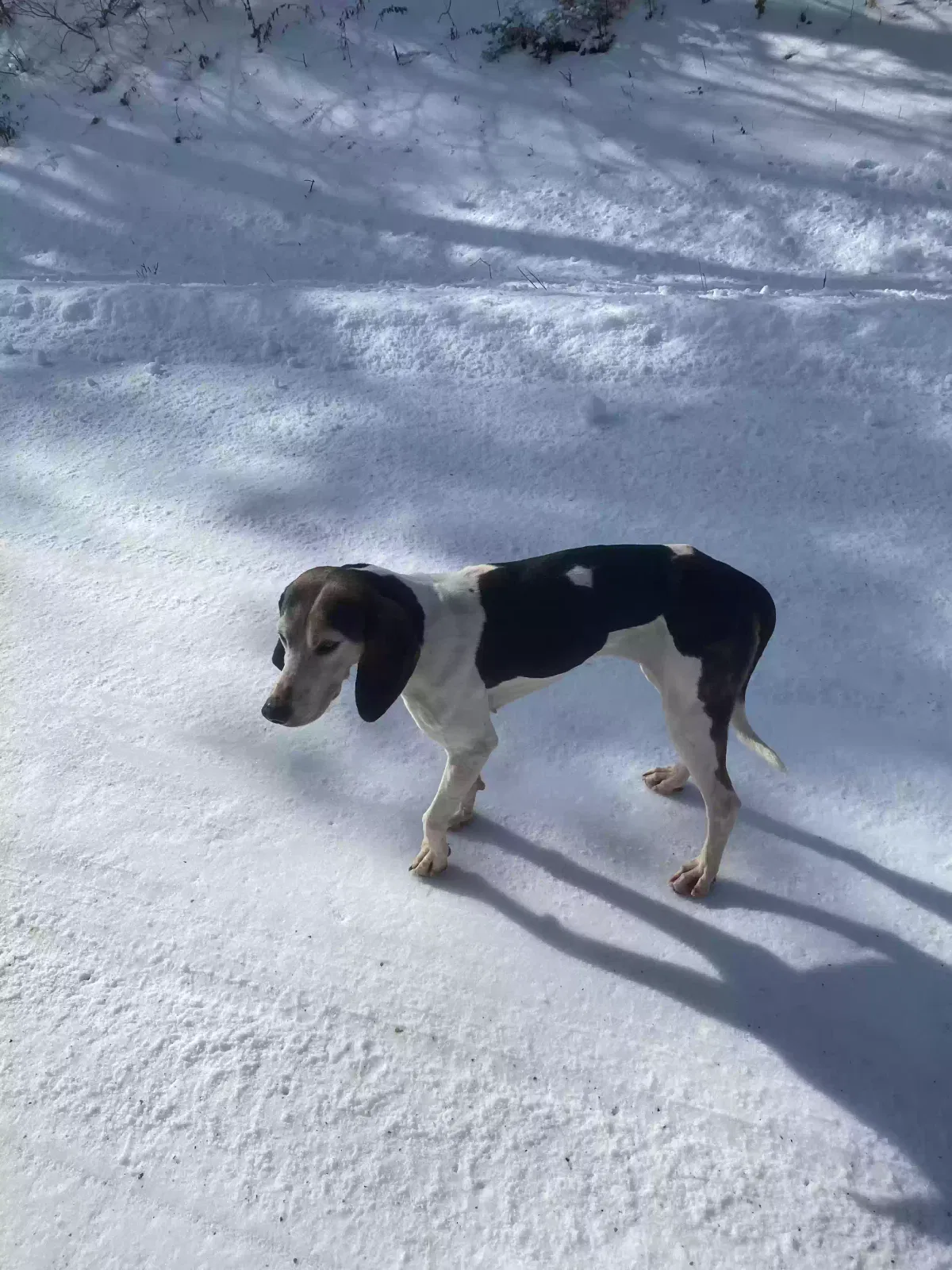 Found dog in Potosi, MO, 63664