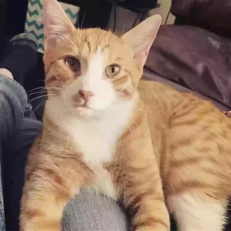 Lost cat in Phoenix, AZ, 85008