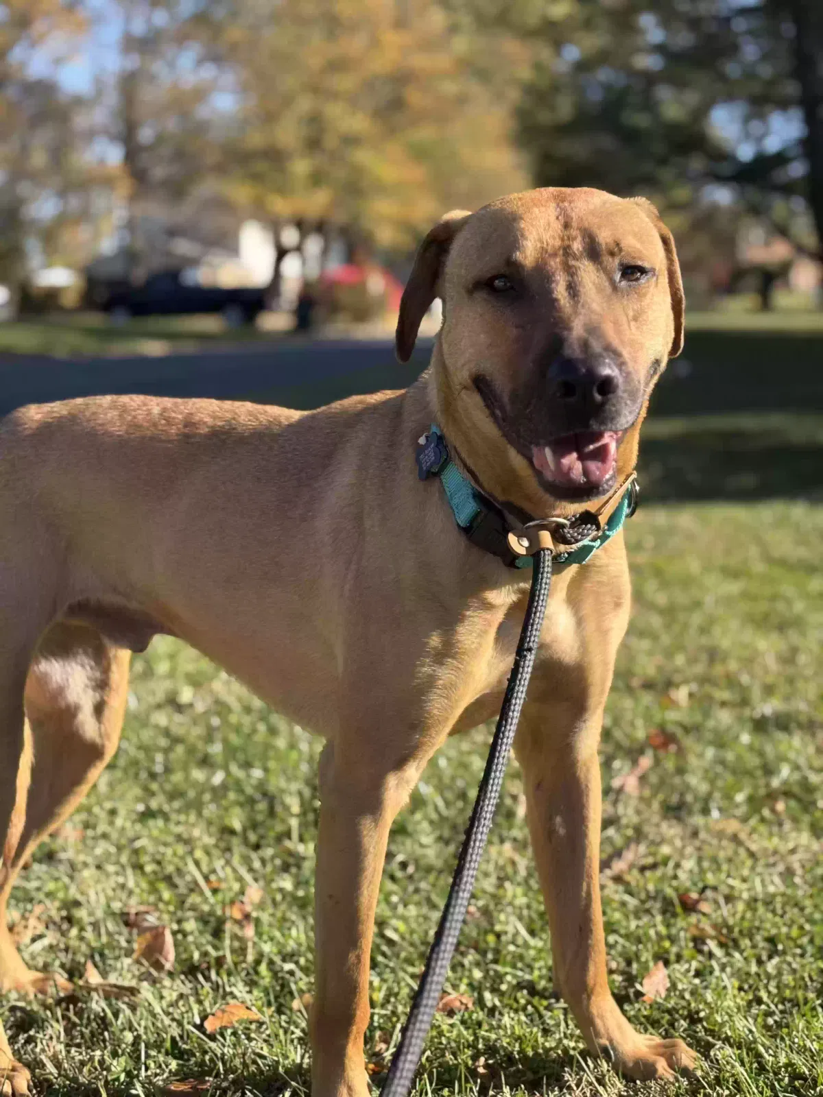 Lost dog in Baltimore, MD, 21212