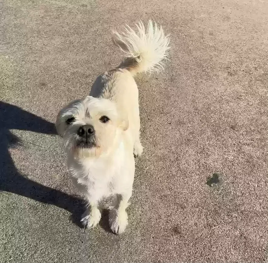 Lost dog in Buda, TX, 78610