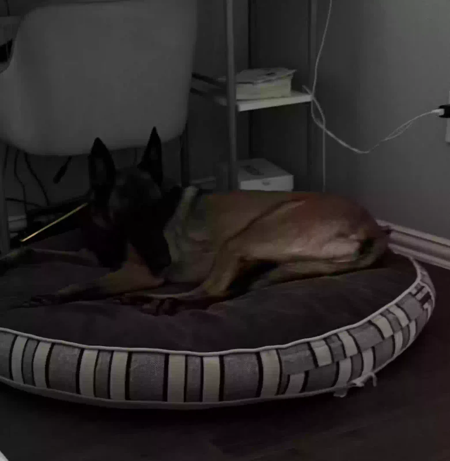 Lost dog in Mckinney, TX, 75070