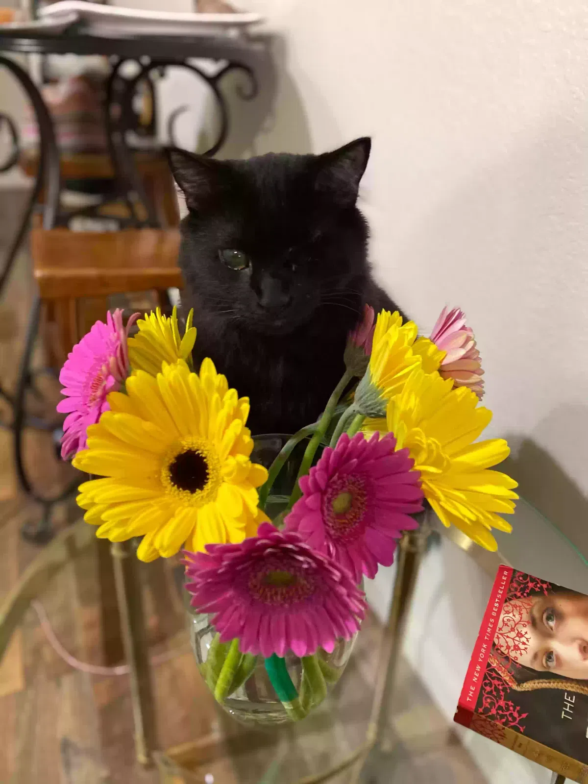 Lost cat in Nokomis, FL, 34275
