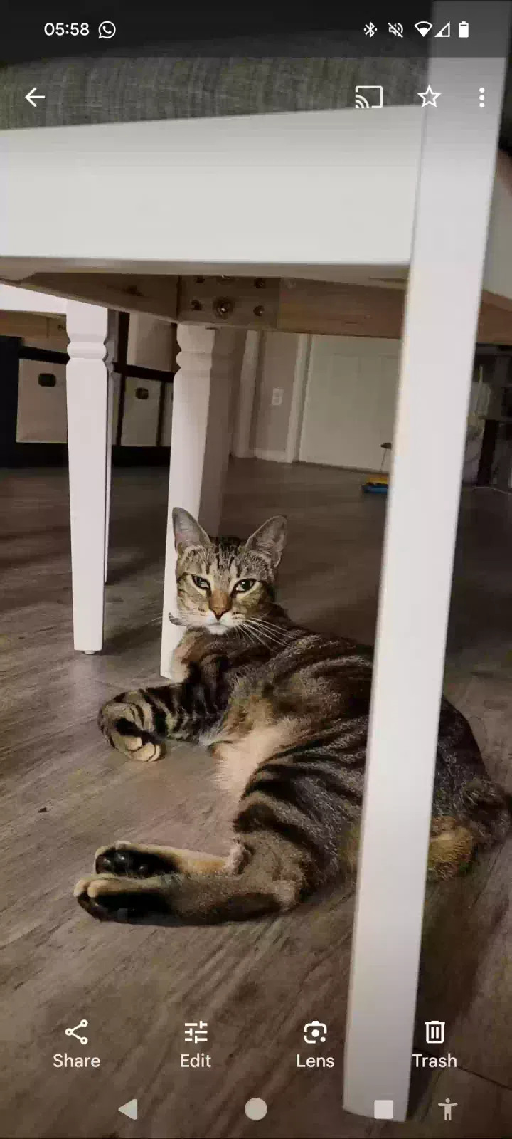 Lost cat in Daphne, AL, 36526