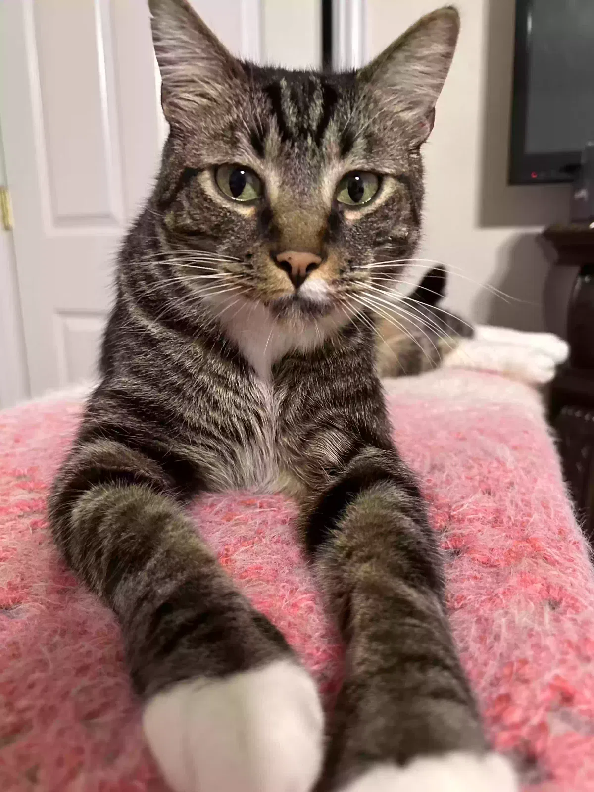 Lost cat in Lynnwood, WA, 98087