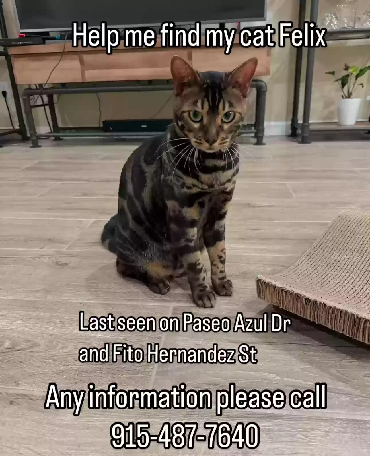 Lost cat in El Paso, TX, 79928