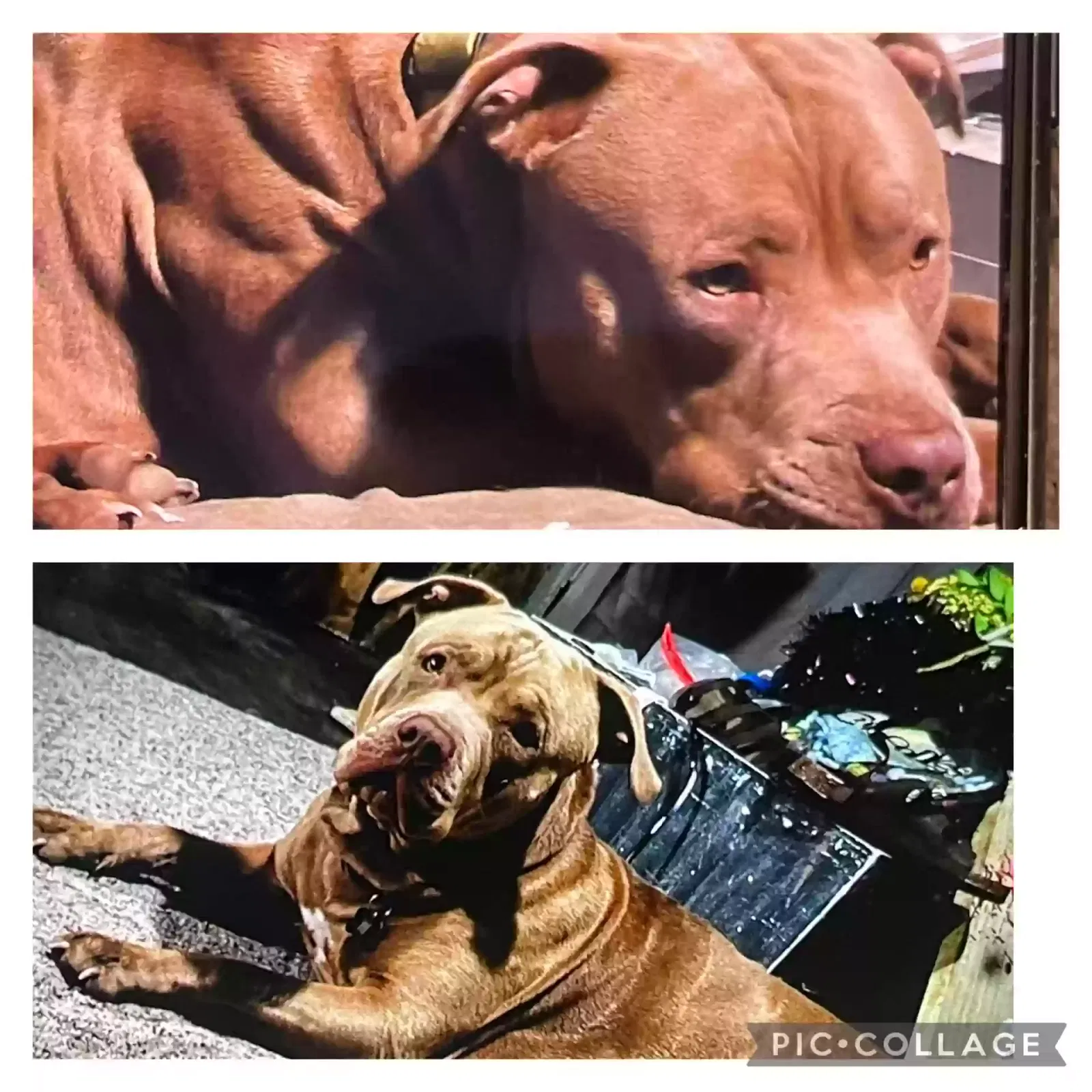 Lost dog in Deatsville, AL, 36022