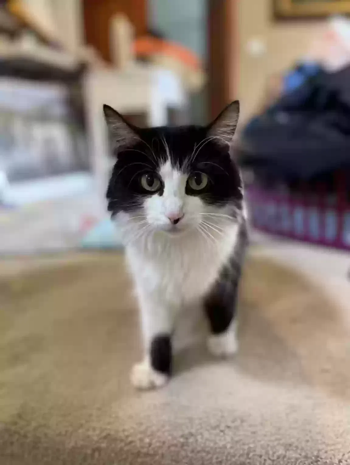 Lost cat in Fall City, WA, 98024