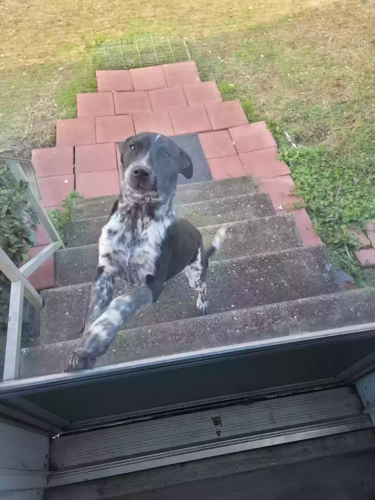 Found dog in Shubuta, MS, 39360