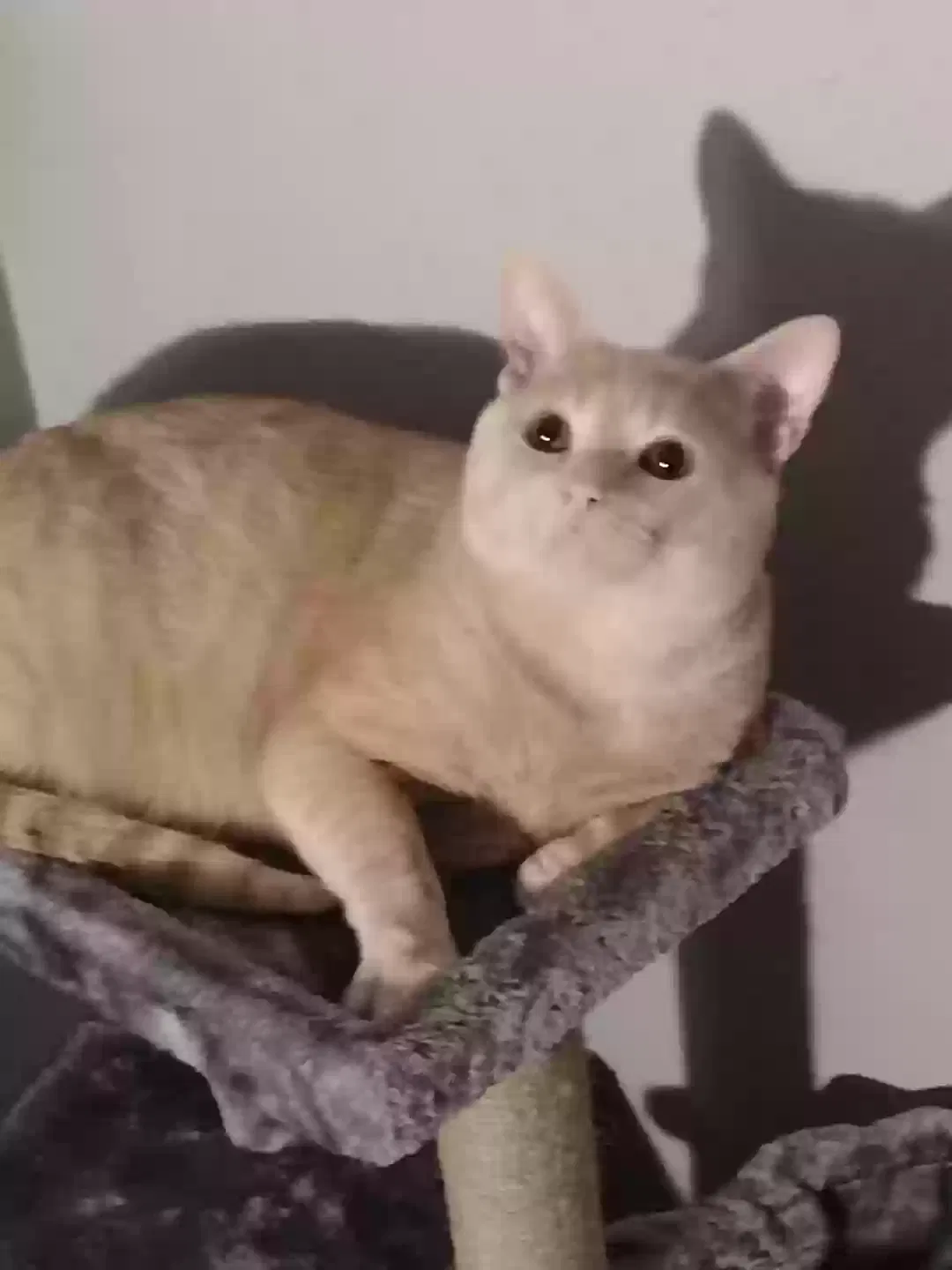 Lost cat in Norman, OK, 73071