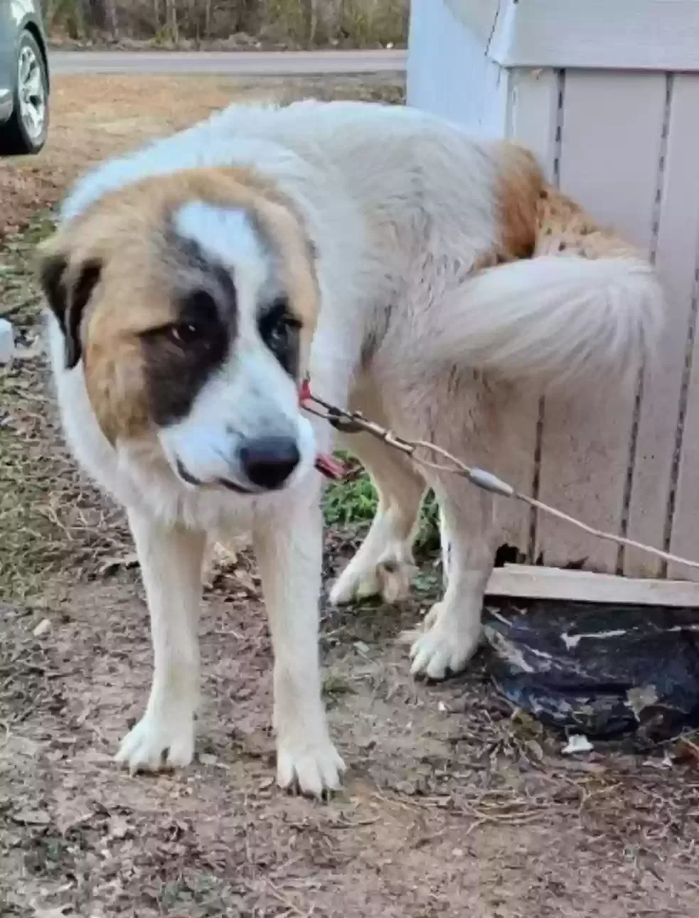 Found dog in Paris, TN, 38242