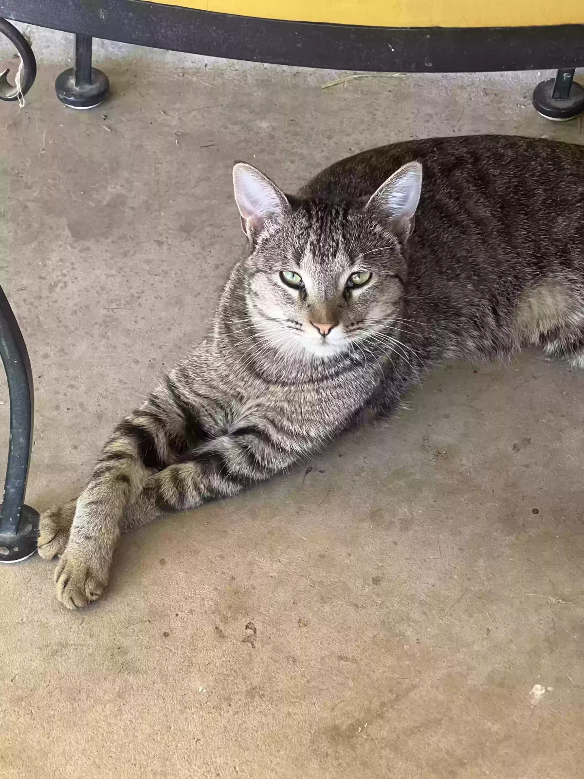 Lost cat in Bosque Farms, NM, 87068