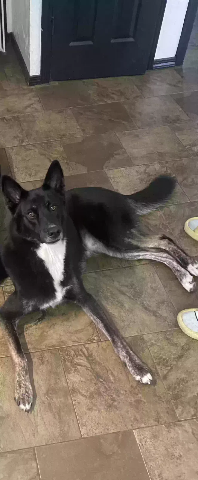 Lost dog in Ardmore, OK, 73401