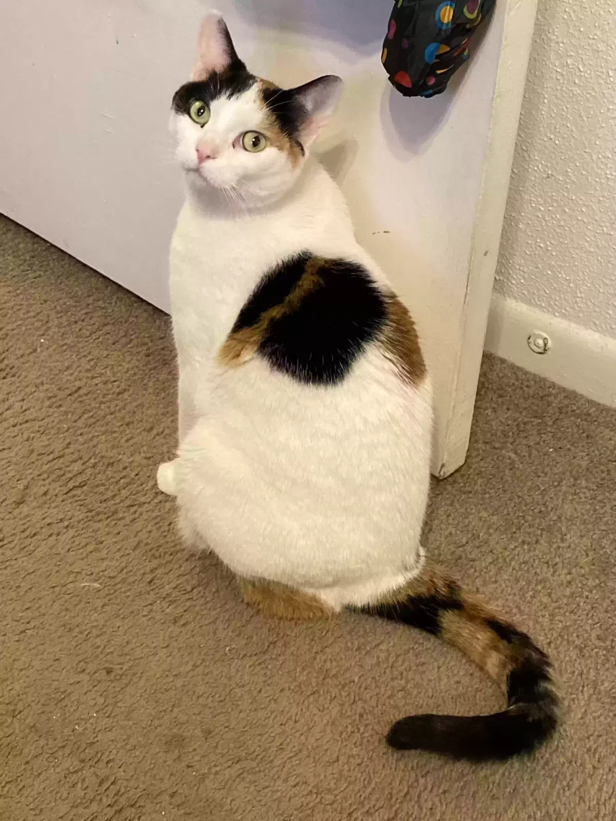 Lost cat in New Braunfels, TX, 78132