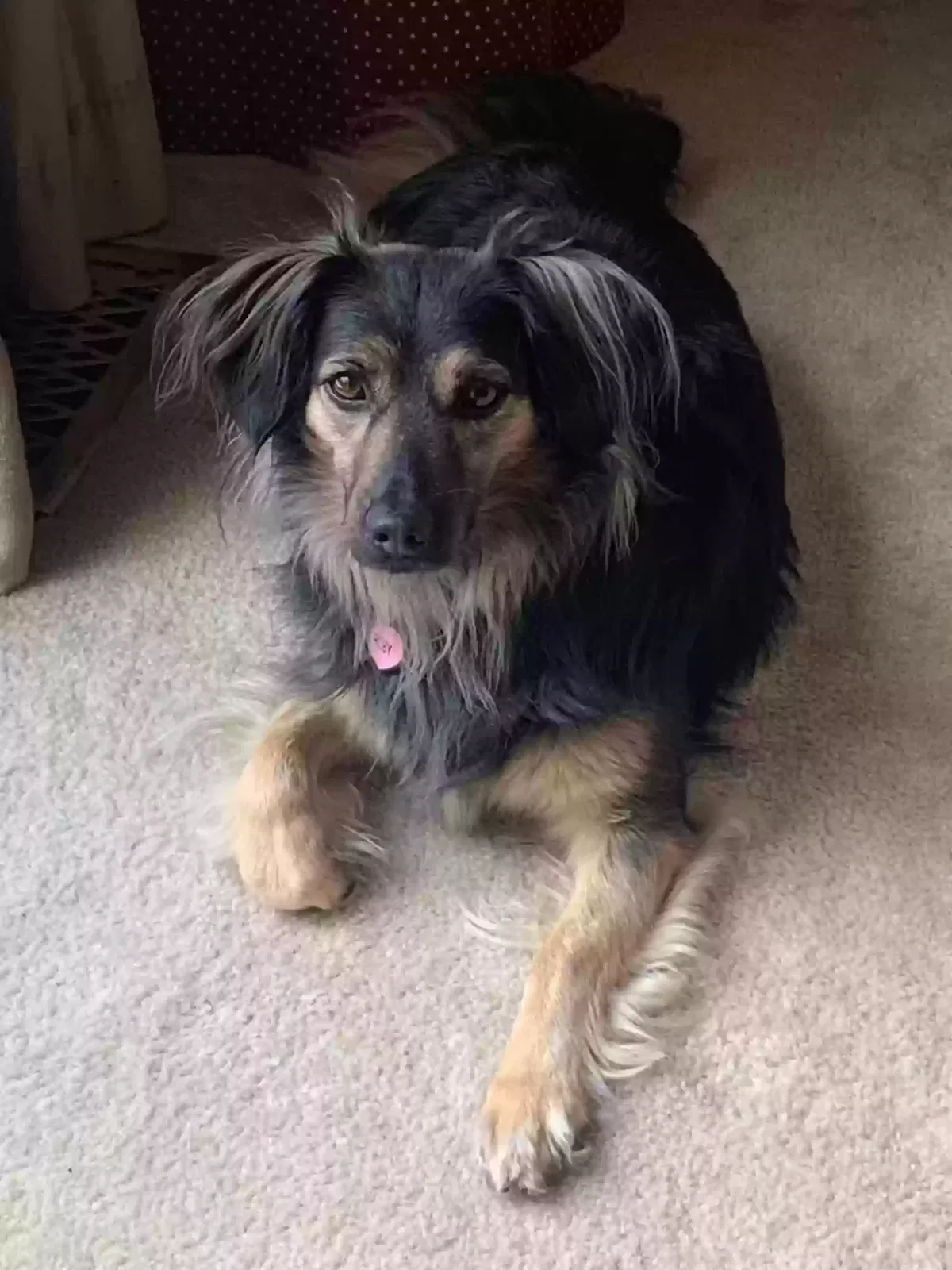 Lost dog in Towson, MD, 21286