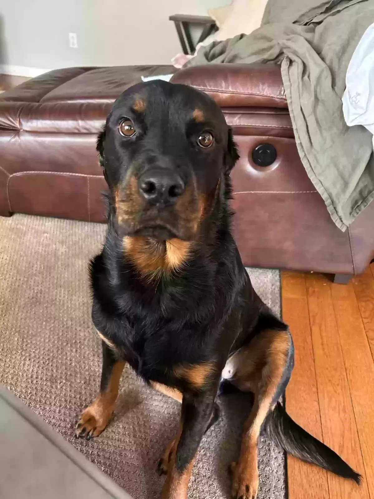 Lost dog in Littleton, CO, 80121