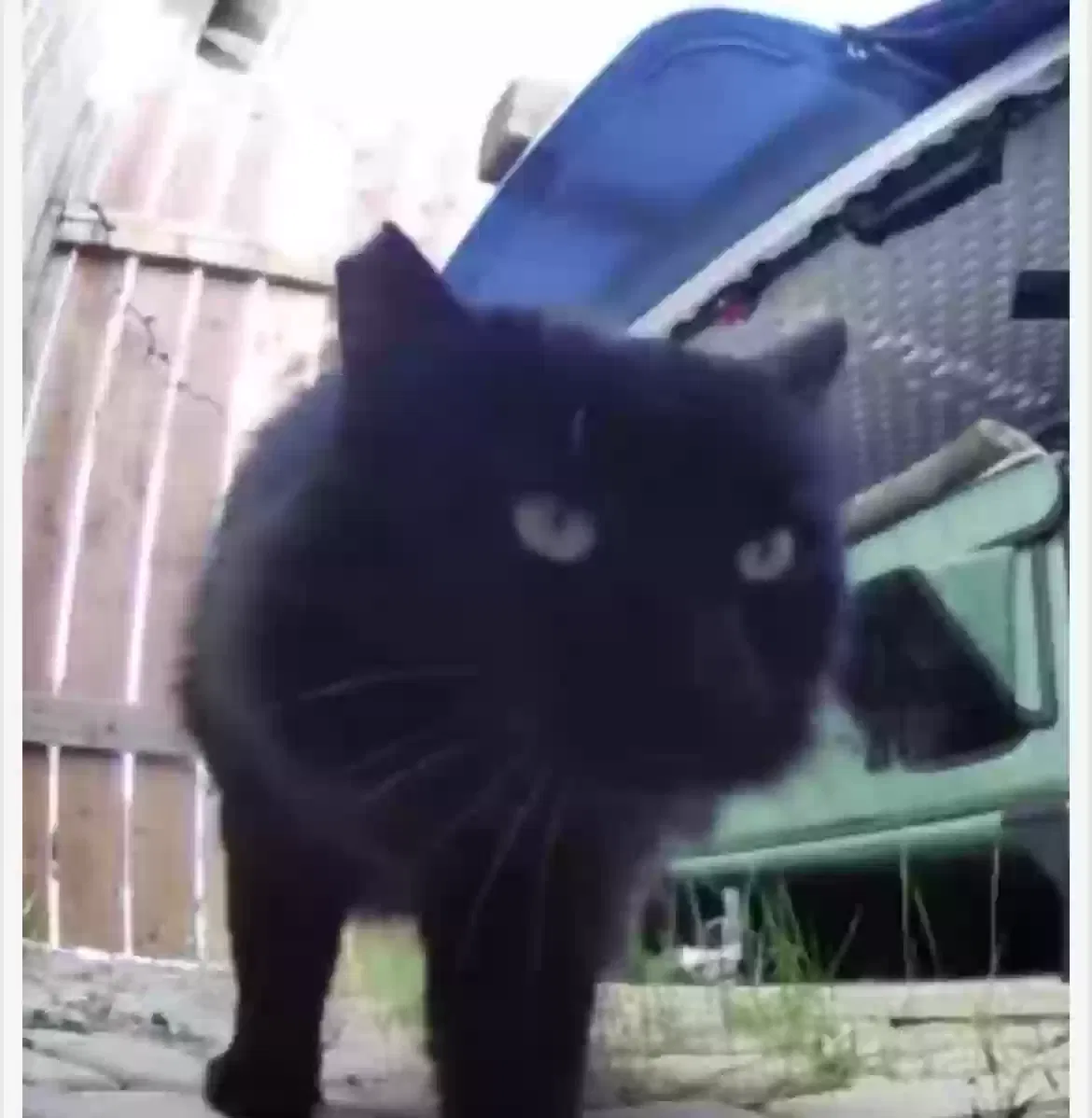 Lost cat in Fontana, CA, 92337
