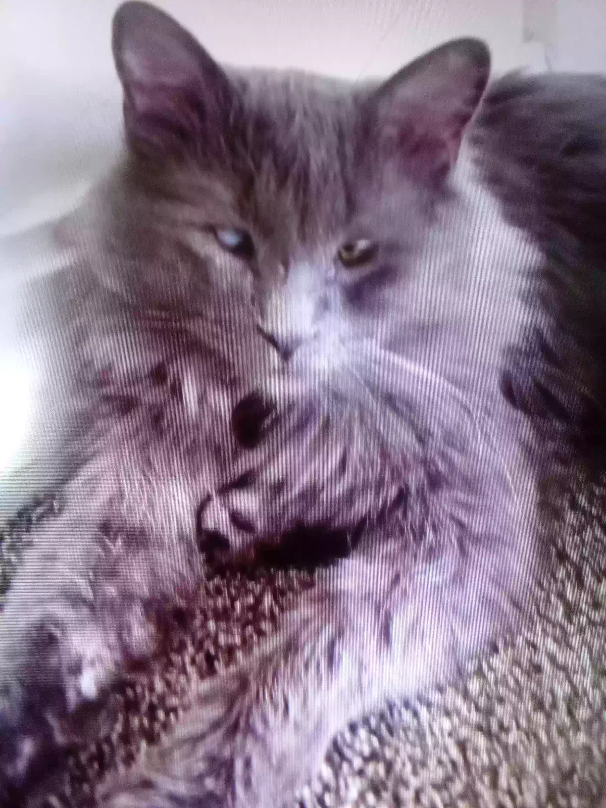 Lost cat in Burnsville, MN, 55337