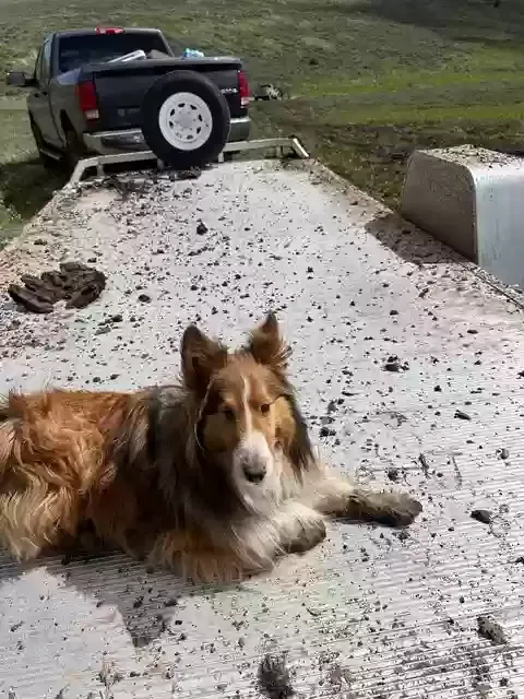 Lost dog in Twin Falls, ID, 83301