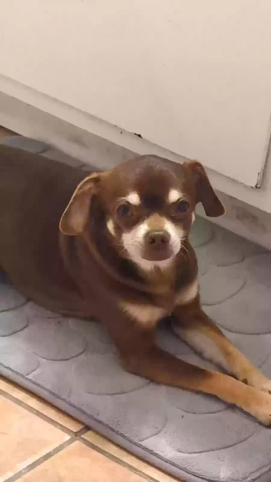 Lost dog in Fresno, CA, 93726