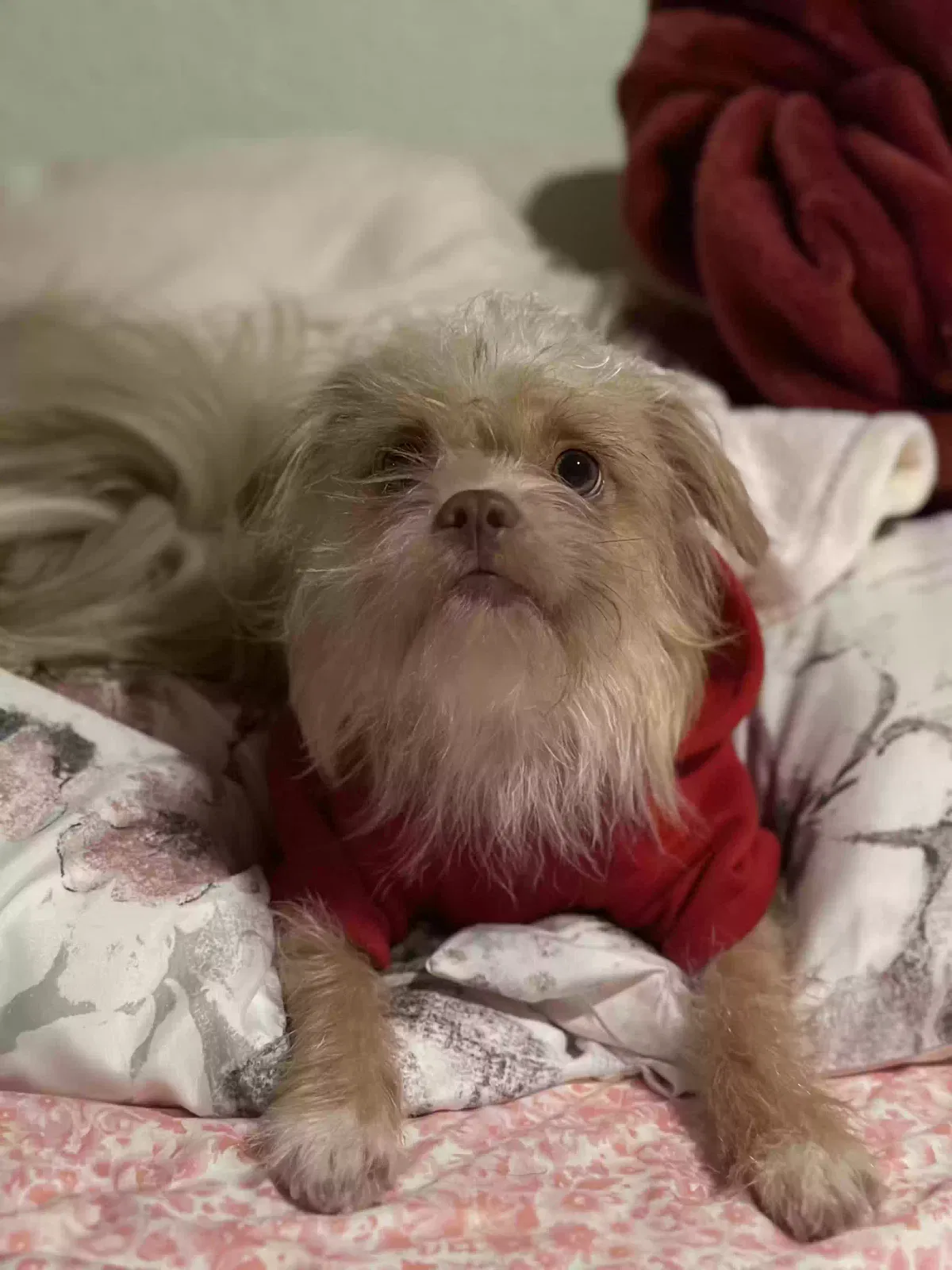 Lost dog in Waipahu, HI, 96797