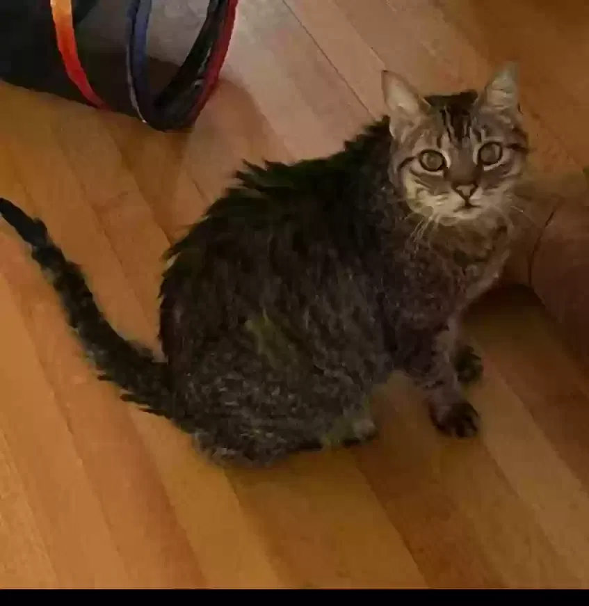 Lost cat in Newport News, VA, 23606