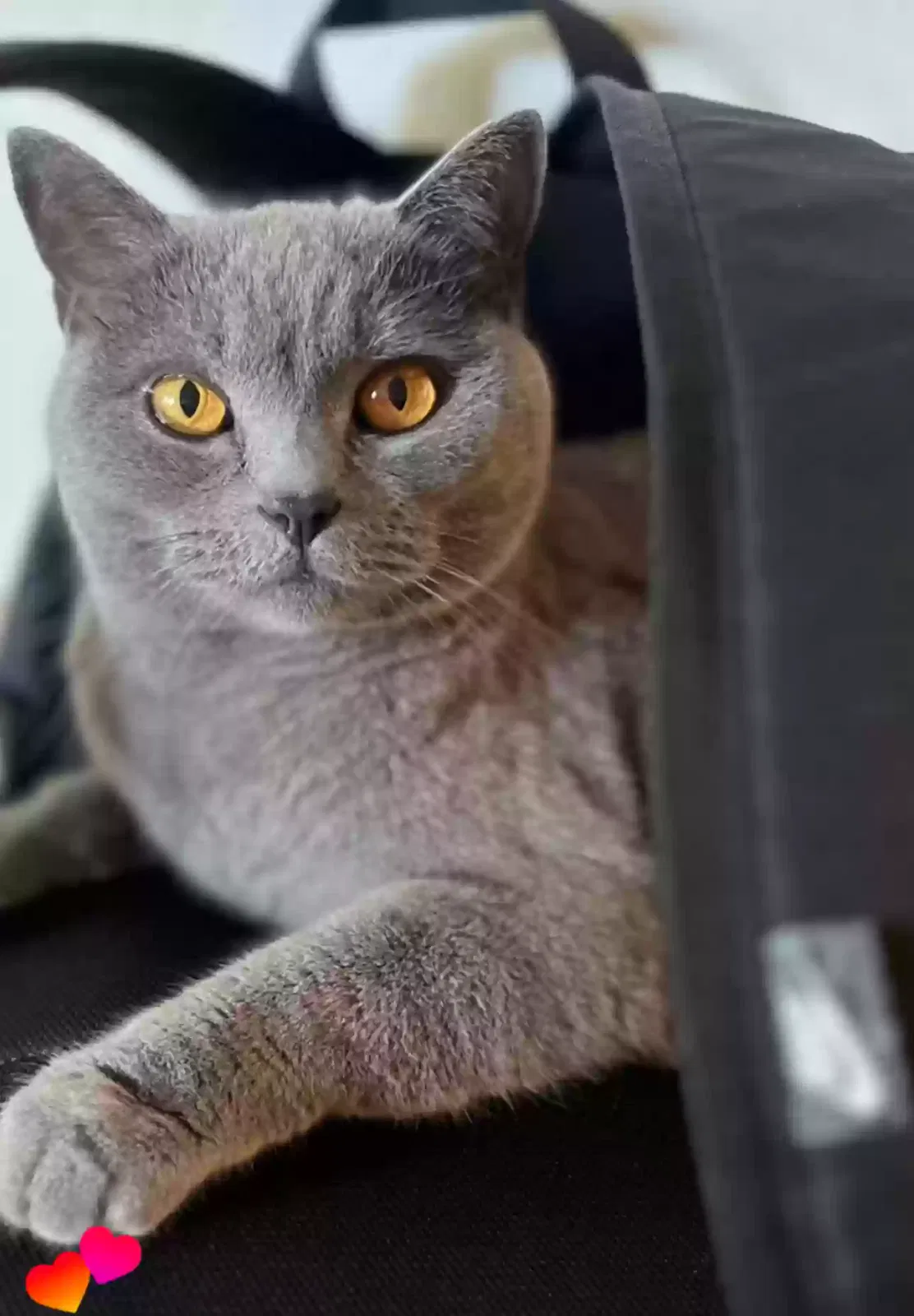 Lost cat in Manhattan Beach, CA, 90266