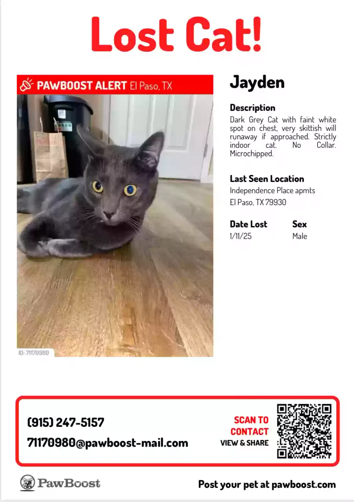 Lost cat in El Paso, TX, 79930