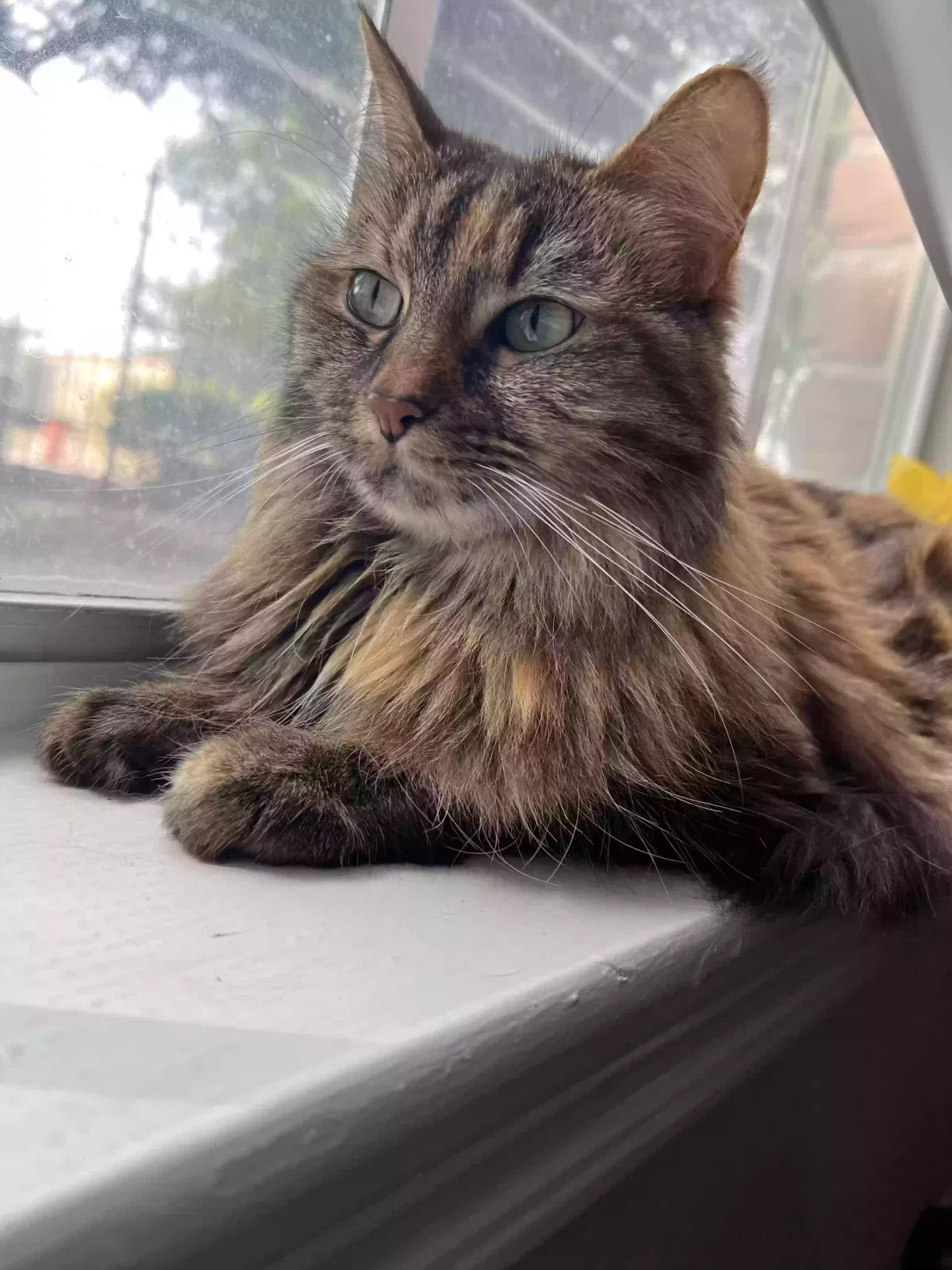 Lost cat in Houston, TX, 77069