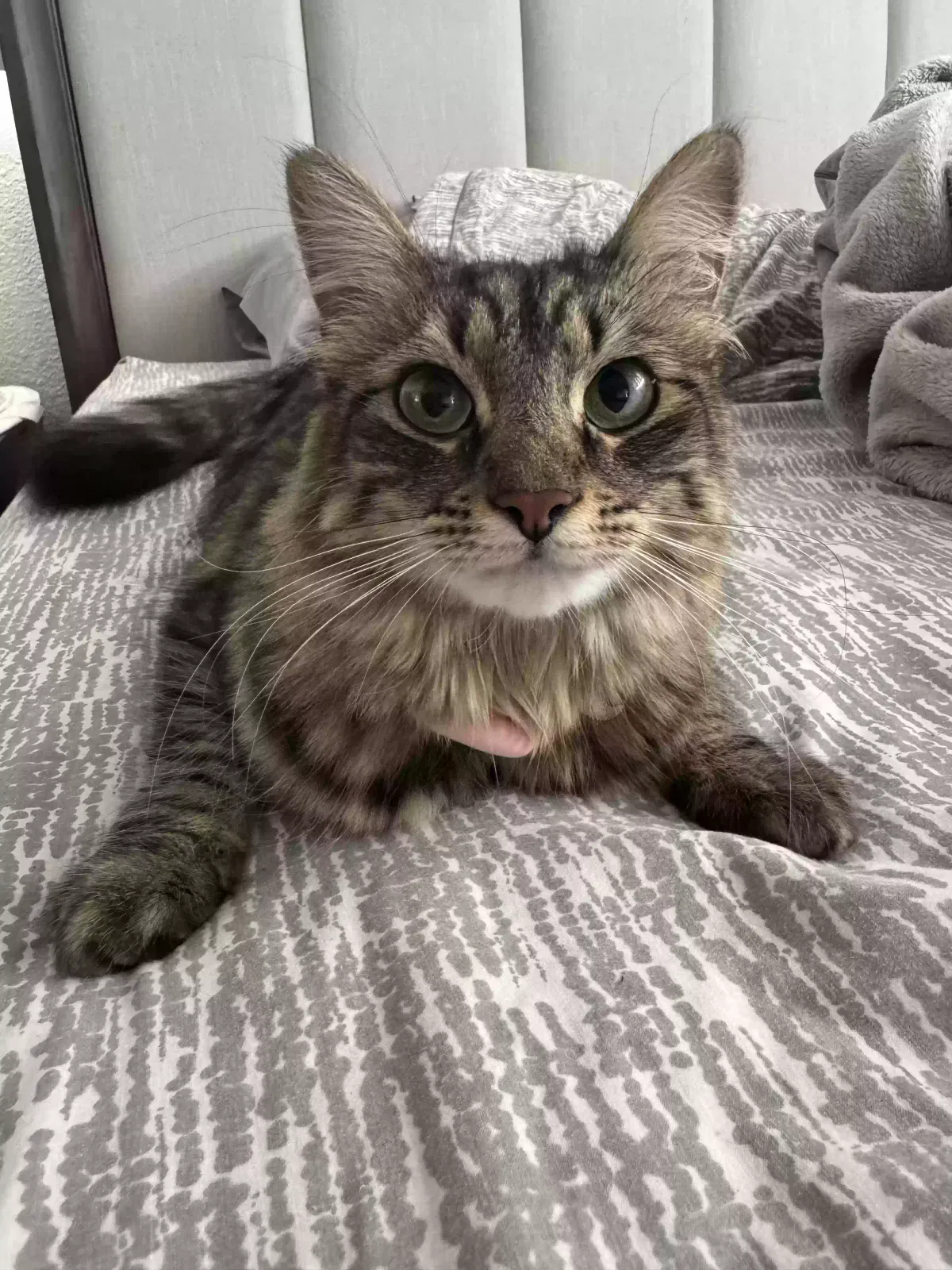 Lost cat in North Hollywood, CA, 91605