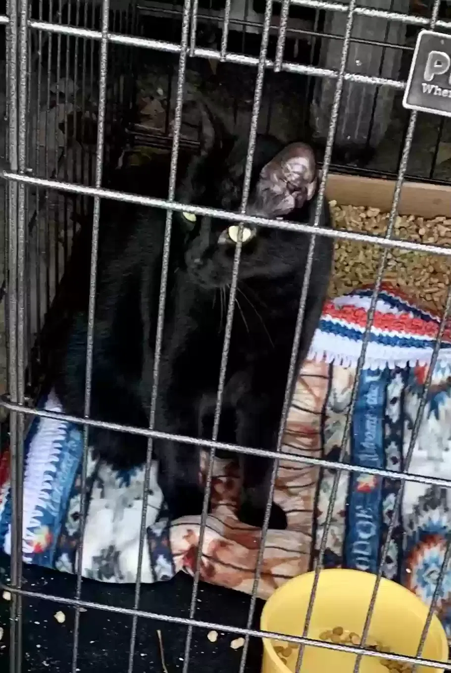 Lost cat in Winchester, VA, 22602