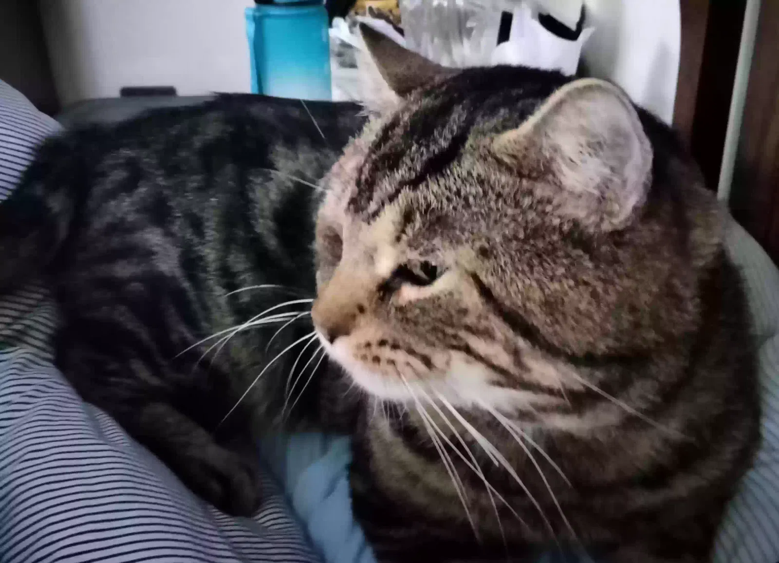 Lost cat in Broomall, PA, 19008