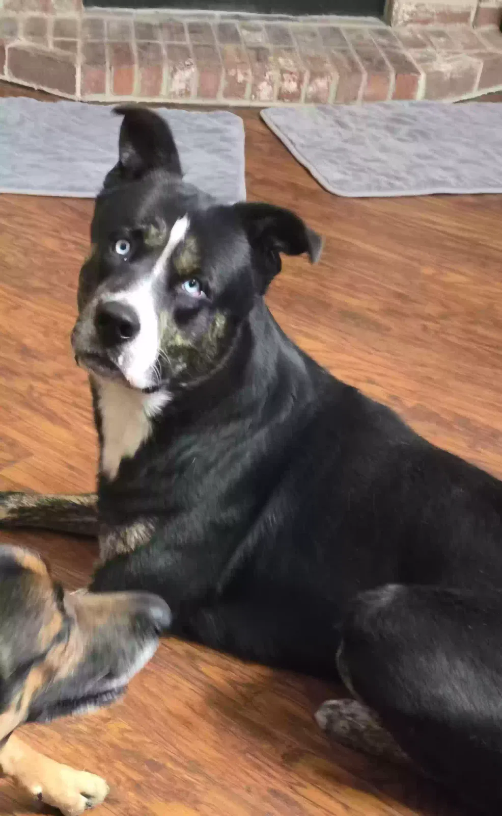 Lost dog in Mesquite, TX, 75181