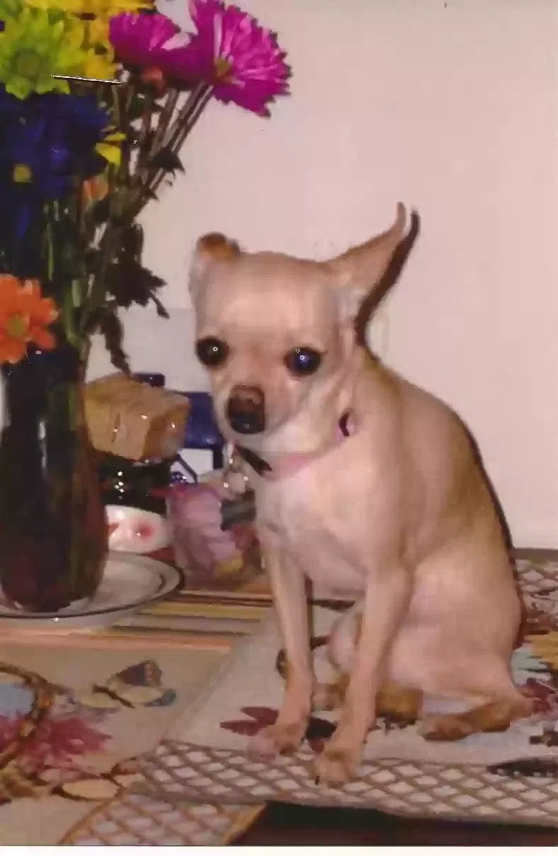 Lost dog in Kansas City, KS, 66101