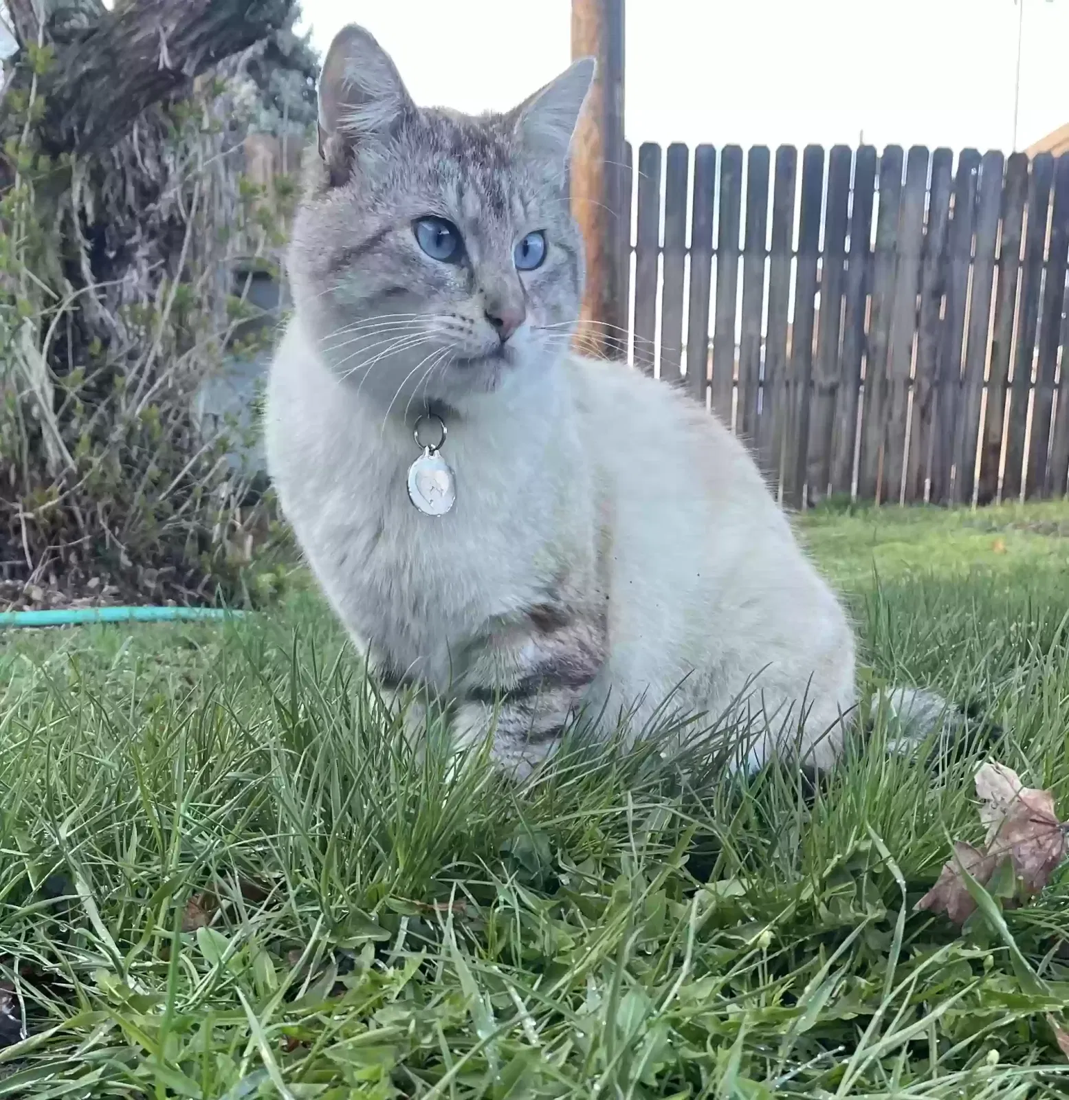 Lost cat in Pendleton, OR, 97801