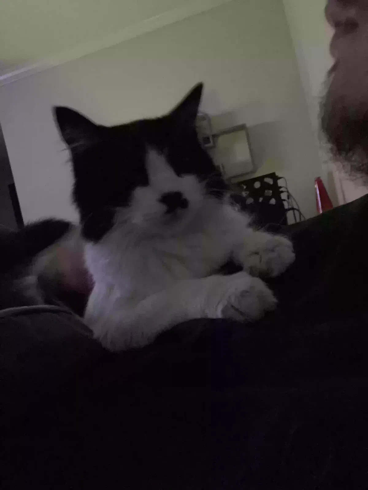 Lost cat in Greenville, SC, 29615