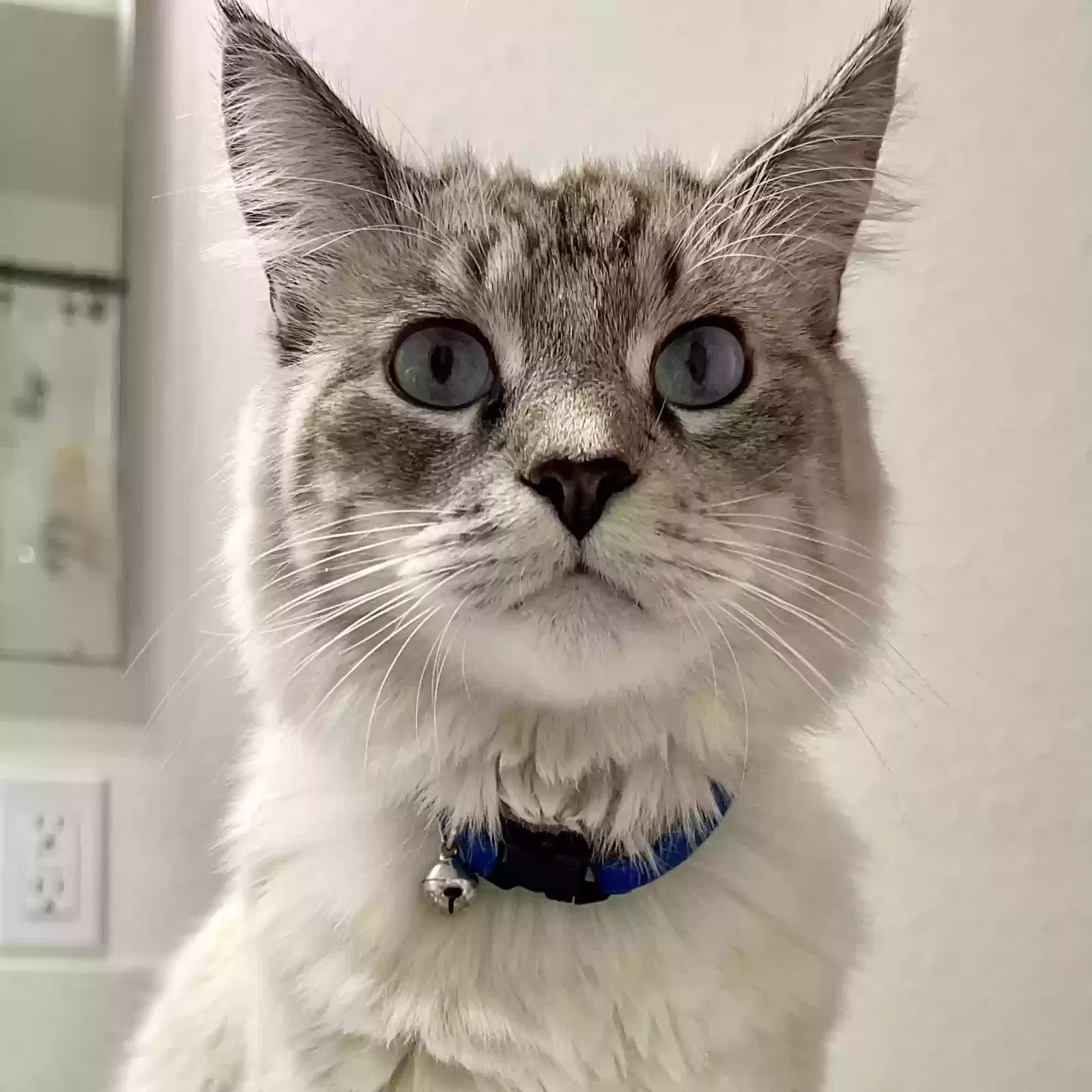 Lost cat in San Bernardino, CA, 92407