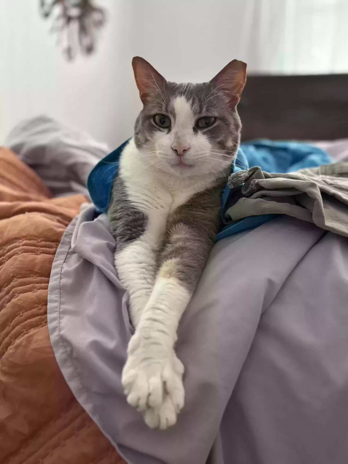 Lost cat in Mountville, PA, 17554